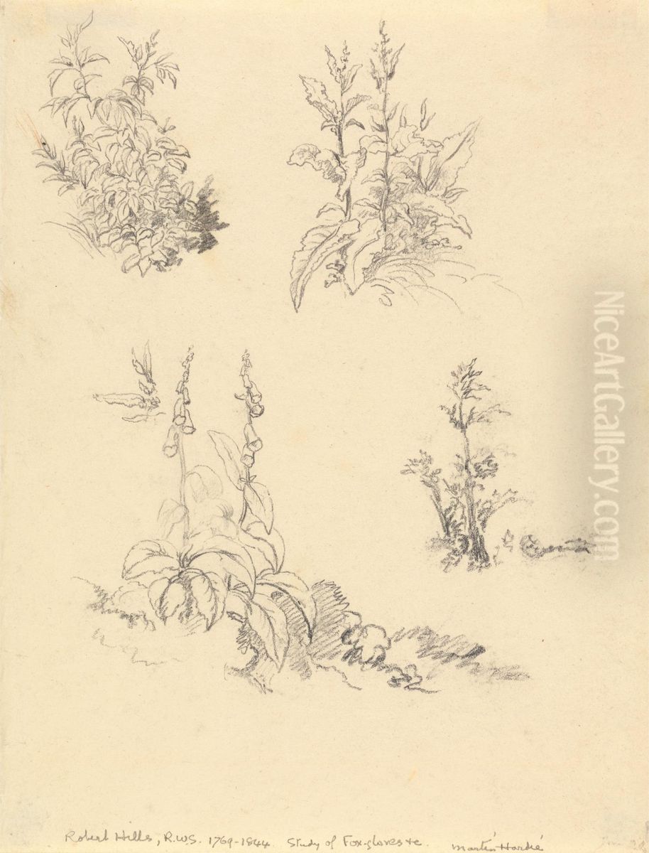 Study of Foxgloves Oil Painting by Robert Hills
