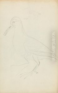 Two Woodcocks