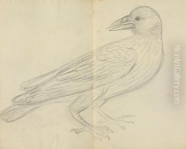 A Crow Oil Painting by James Sowerby