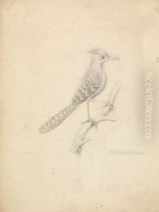 A Bird