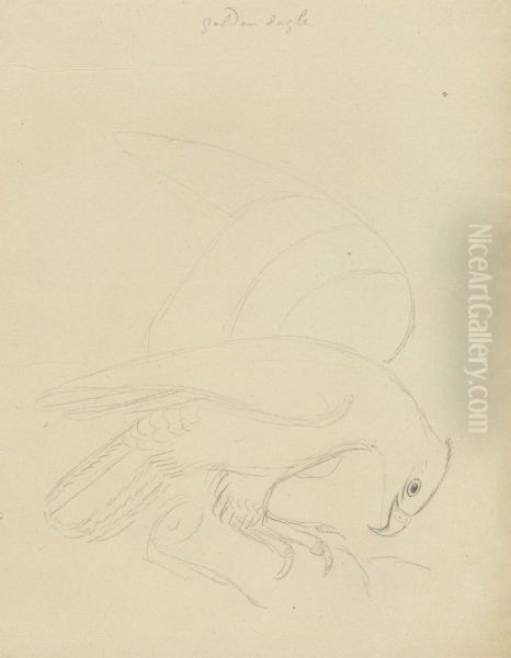 An Eagle? Oil Painting by James Sowerby