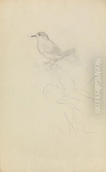 A Wren Oil Painting by James Sowerby