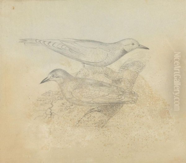 Two Birds on a Branch Oil Painting by James Sowerby