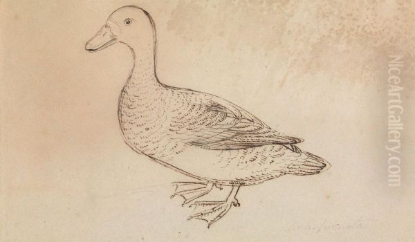 A Duck Oil Painting by James Sowerby