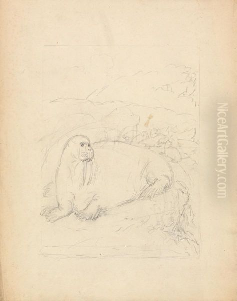 Walruses on Cliffs Oil Painting by James Sowerby