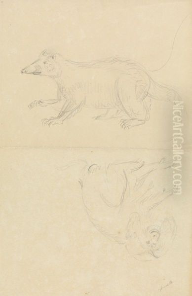 A Mammal (coatimundi?) and a Primate (Marmoset?). A Coatimundi and a Lion-Headed Marmoset Oil Painting by James Sowerby