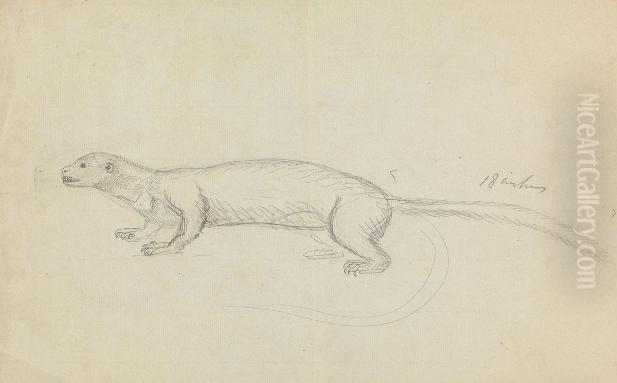A Weasel Oil Painting by James Sowerby