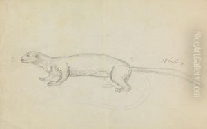 A Weasel