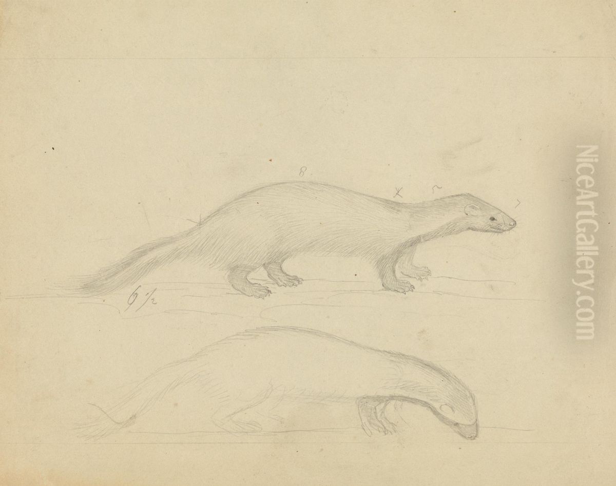 Two Weasels Oil Painting by James Sowerby