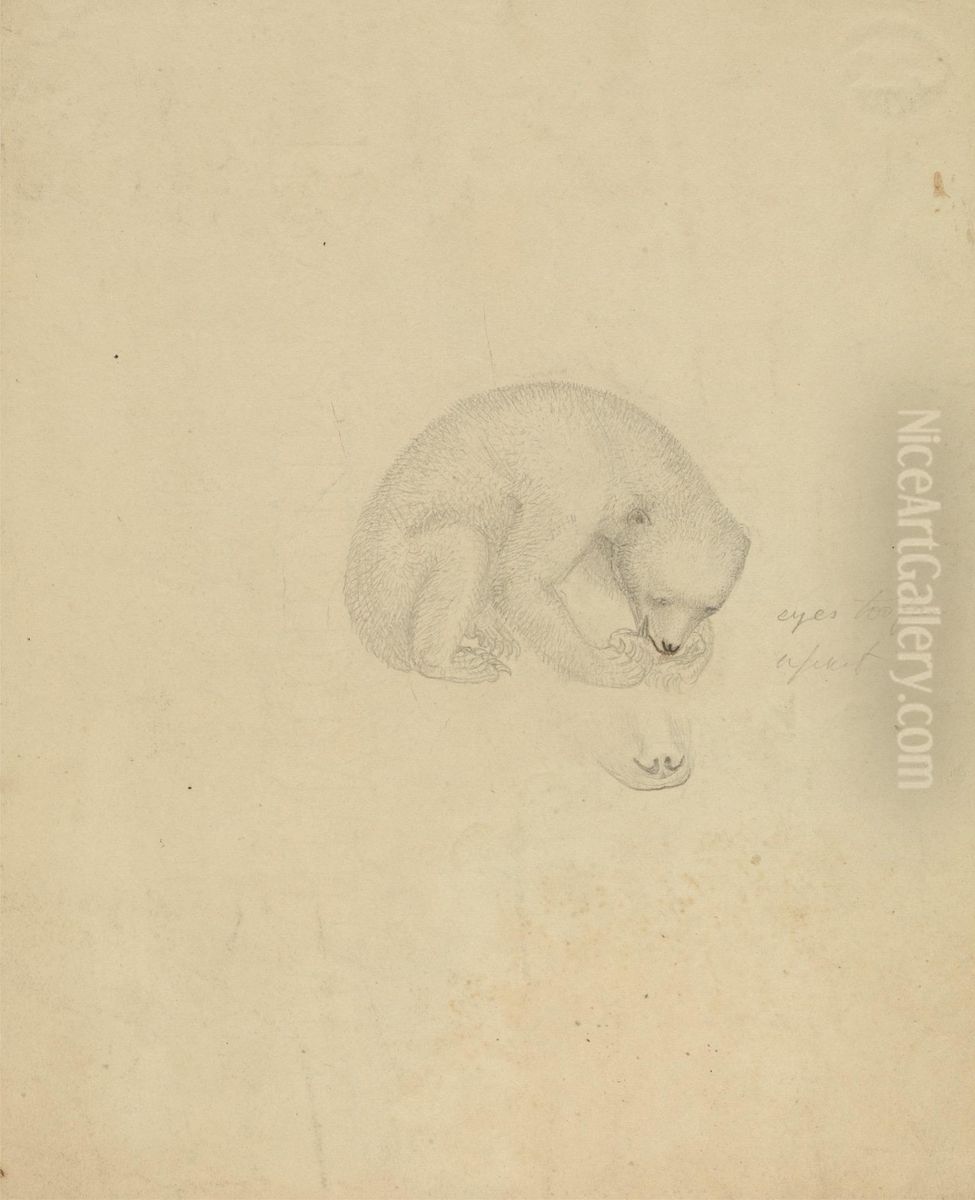 A Bear Oil Painting by James Sowerby A Bear Oil Painting by James Sowerby