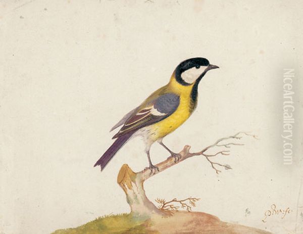 Kohlmeise auf eine AstParus major Oil Painting by Pieter Withoos