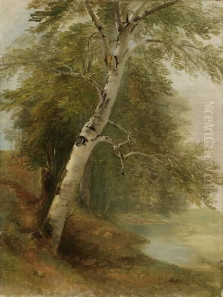 A Birch Tree Oil Painting by Asher Brown Durand