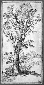 Landscape with tree in foreground