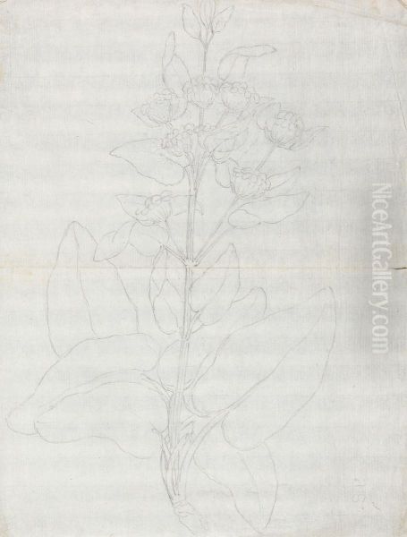 outline of habit of plant Oil Painting by James Bruce