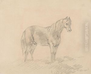 Male Horse