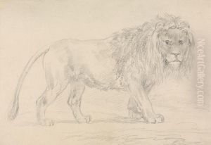 Lion Walking