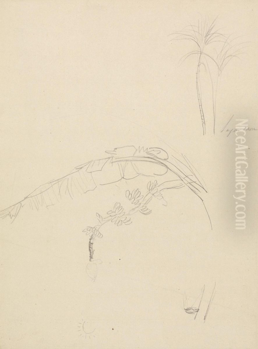 Plant Sketches Oil Painting by Thomas Daniell