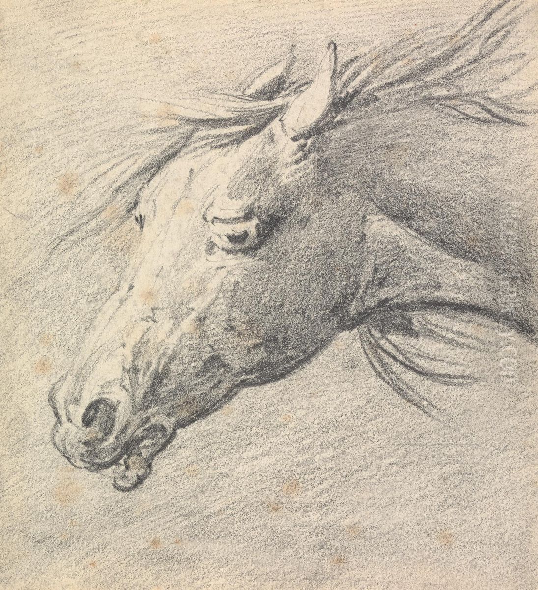 Head and Neck of a Horse, Profile Left Oil Painting by Henry Thomas Alken Head and Neck of a Horse, Profile Left Oil Painting by Henry Thomas Alken