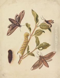 Privet Hawk Moths and Callajoppa Exaltatoria