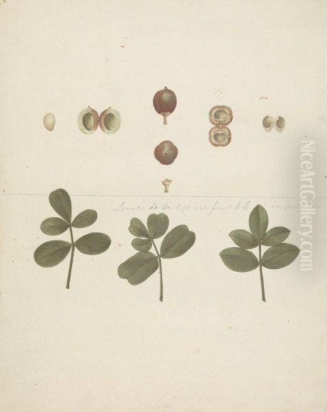 finished drawing of fruit, dissected fruits, and leaves Oil Painting by James Bruce
