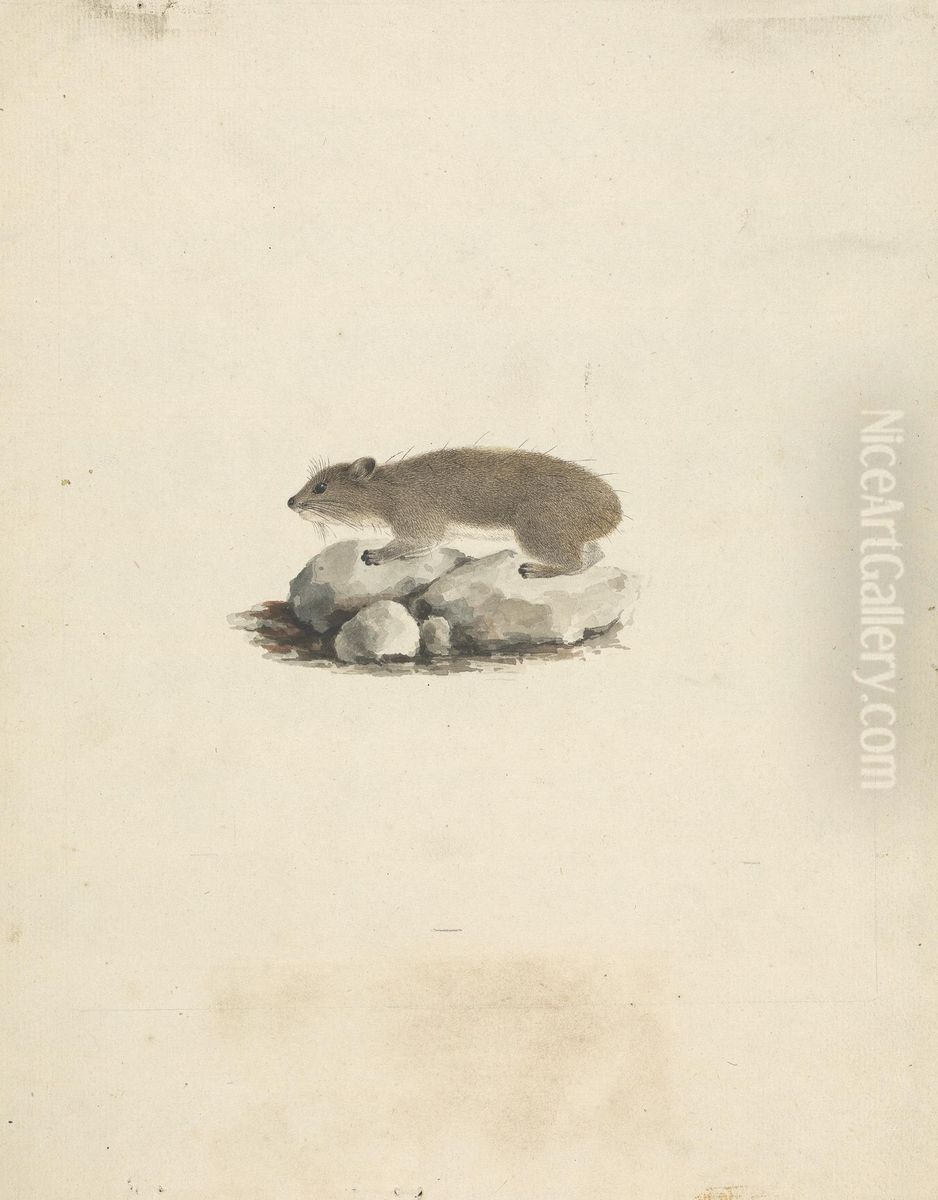 Heterohyrax brucei (Yellow-Spotted Rock Hyrax) Oil Painting by James Bruce