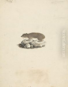 Heterohyrax brucei (Yellow-Spotted Rock Hyrax)