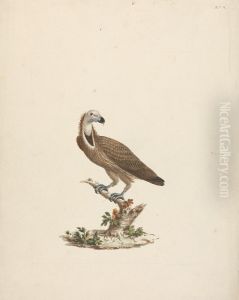 Vulture