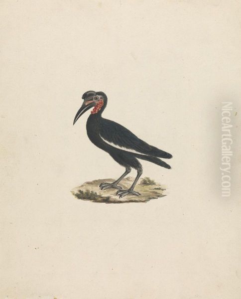 Bocorvus abyssinicus (Abyssinian Ground Hornbill) Oil Painting by James Bruce