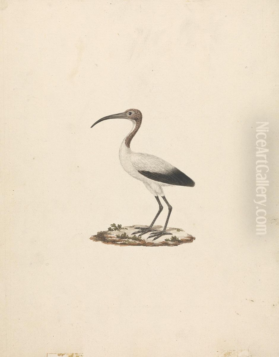 Threkiornis aethiopicus (African Sacred Ibis) Oil Painting by James Bruce