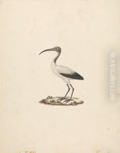 Threkiornis aethiopicus (African Sacred Ibis)