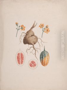 finished drawing, the tuber and detail of fruit