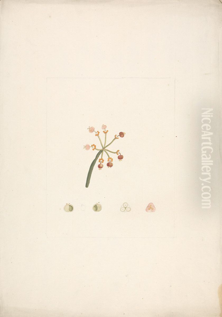 finished drawing of flowering and fruiting shoot, with details of floral dissections Oil Painting by James Bruce