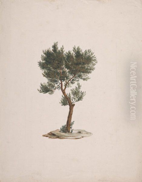 finished drawing of trees's habit Oil Painting by James Bruce