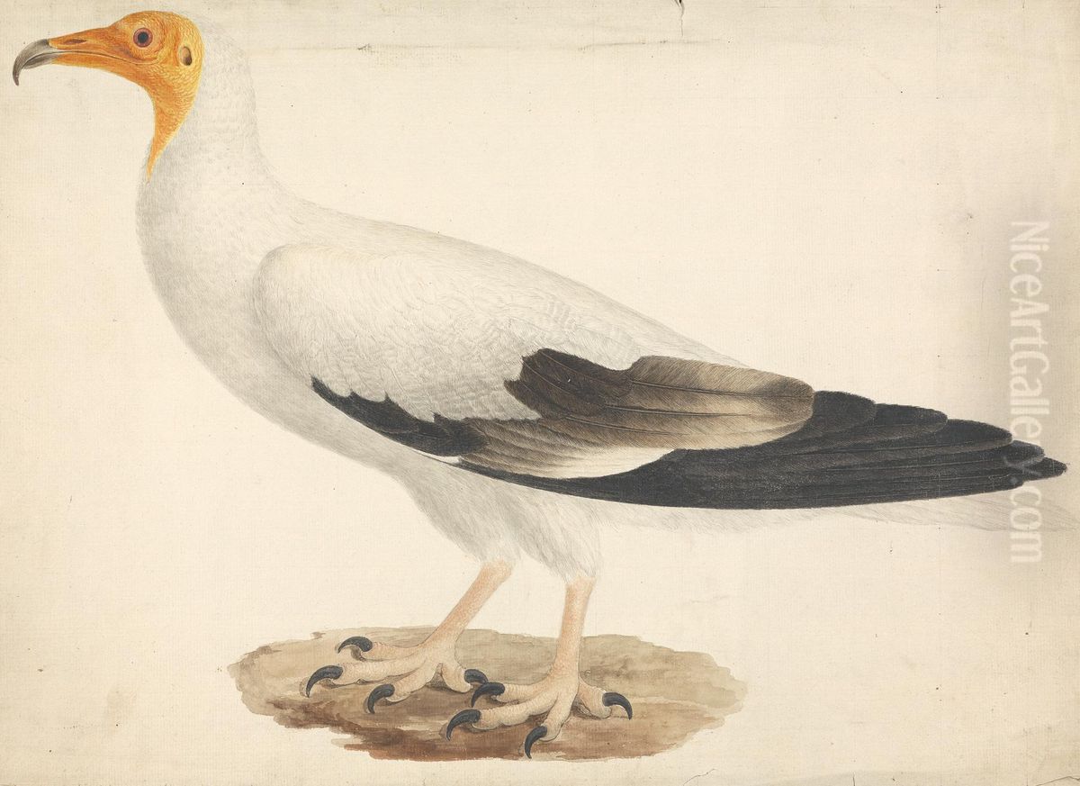 Neophron percnopterus (Egyptian Vulture) Oil Painting by James Bruce