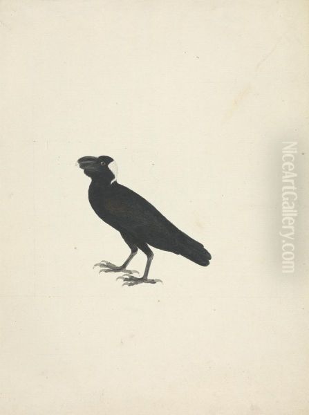 Corvs crassirostris (Thick-Billed Raven) Oil Painting by James Bruce