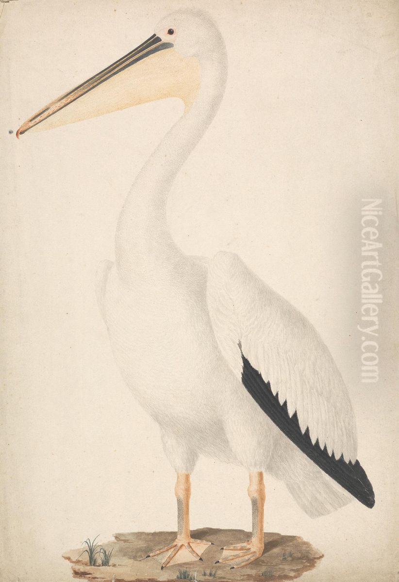Pelecanus onocrotalus (Great White Pelican) Oil Painting by James Bruce