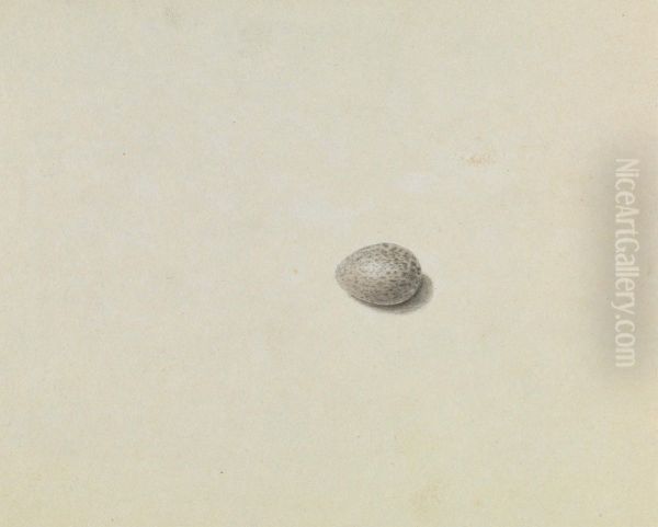 A Bird's Egg Oil Painting by James Sowerby