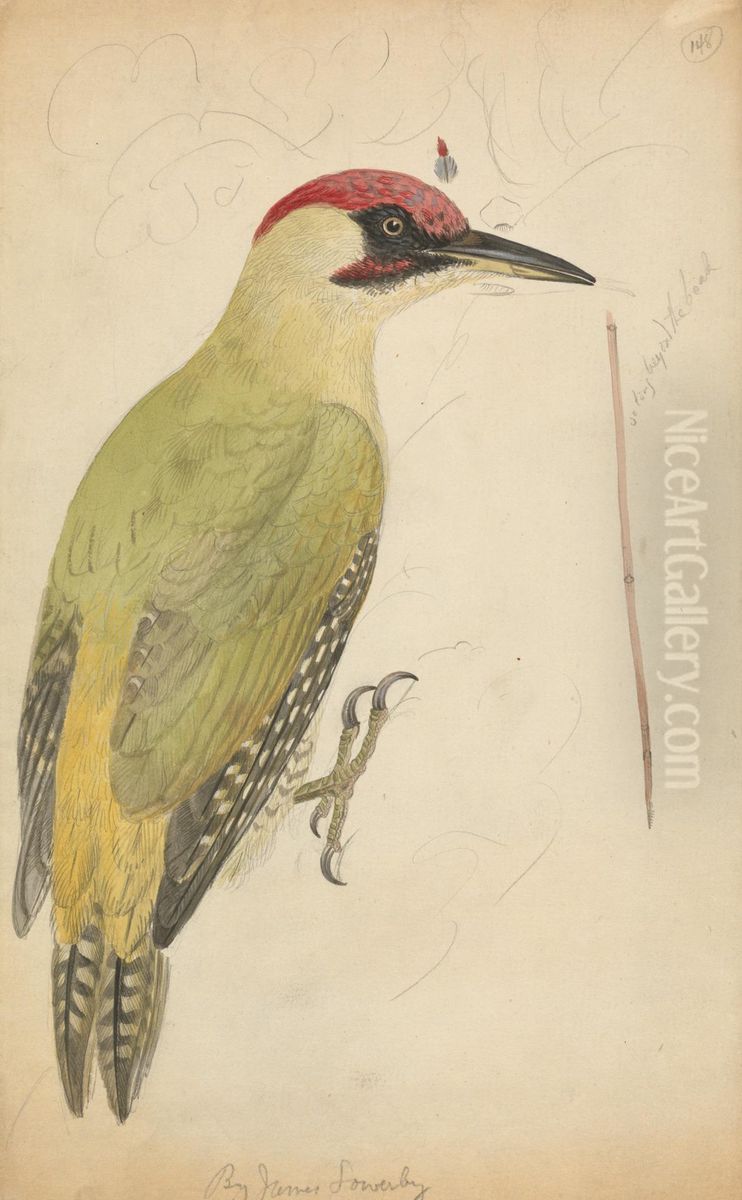 A Woodpecker Oil Painting by James Sowerby