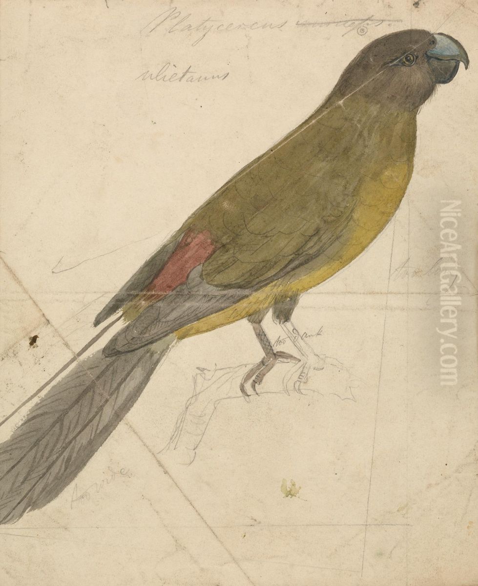 A Parrot Oil Painting by James De Carle Sowerby