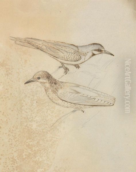 Two Tree Creepers? Oil Painting by James Sowerby