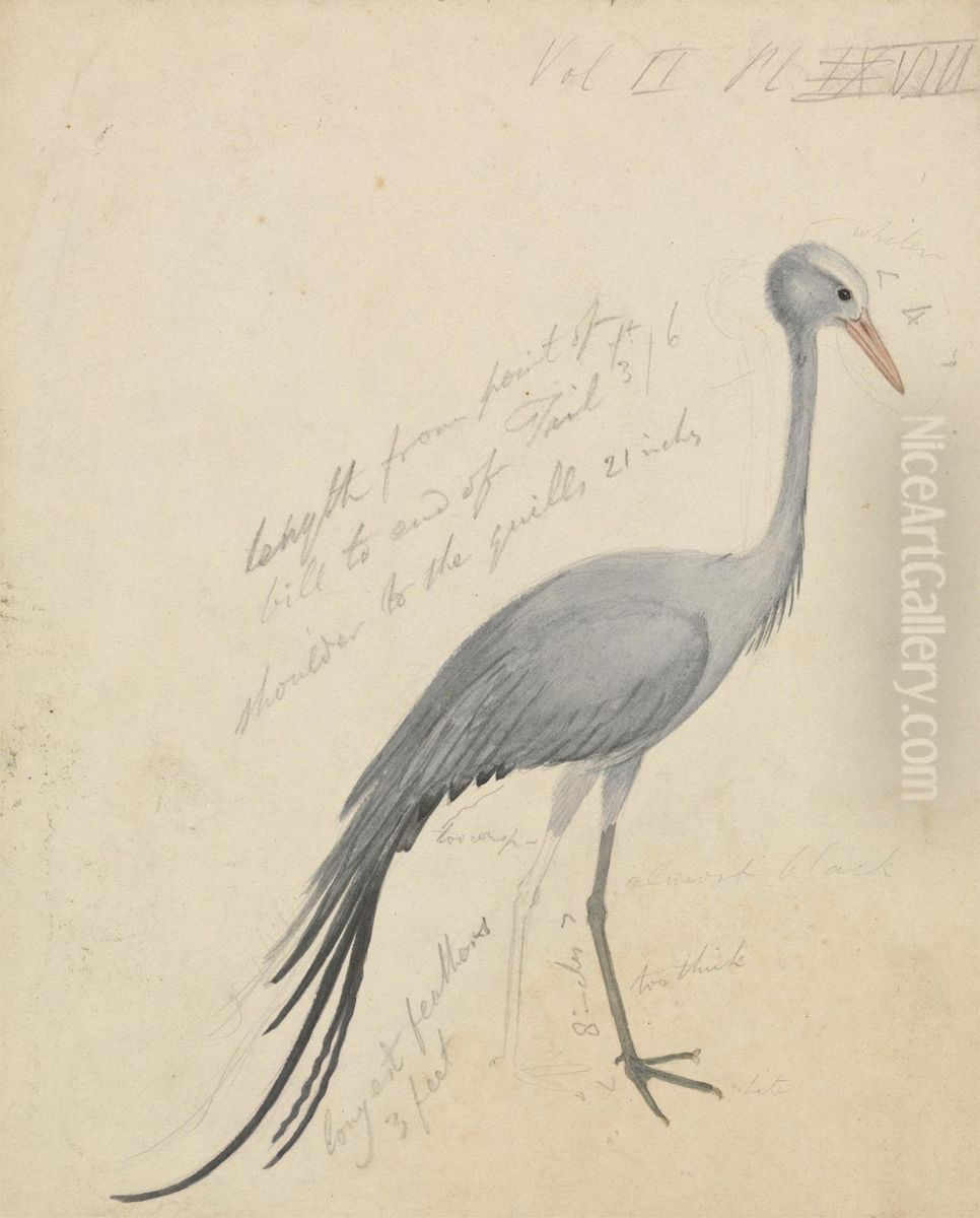 A Crane Oil Painting by James De Carle Sowerby