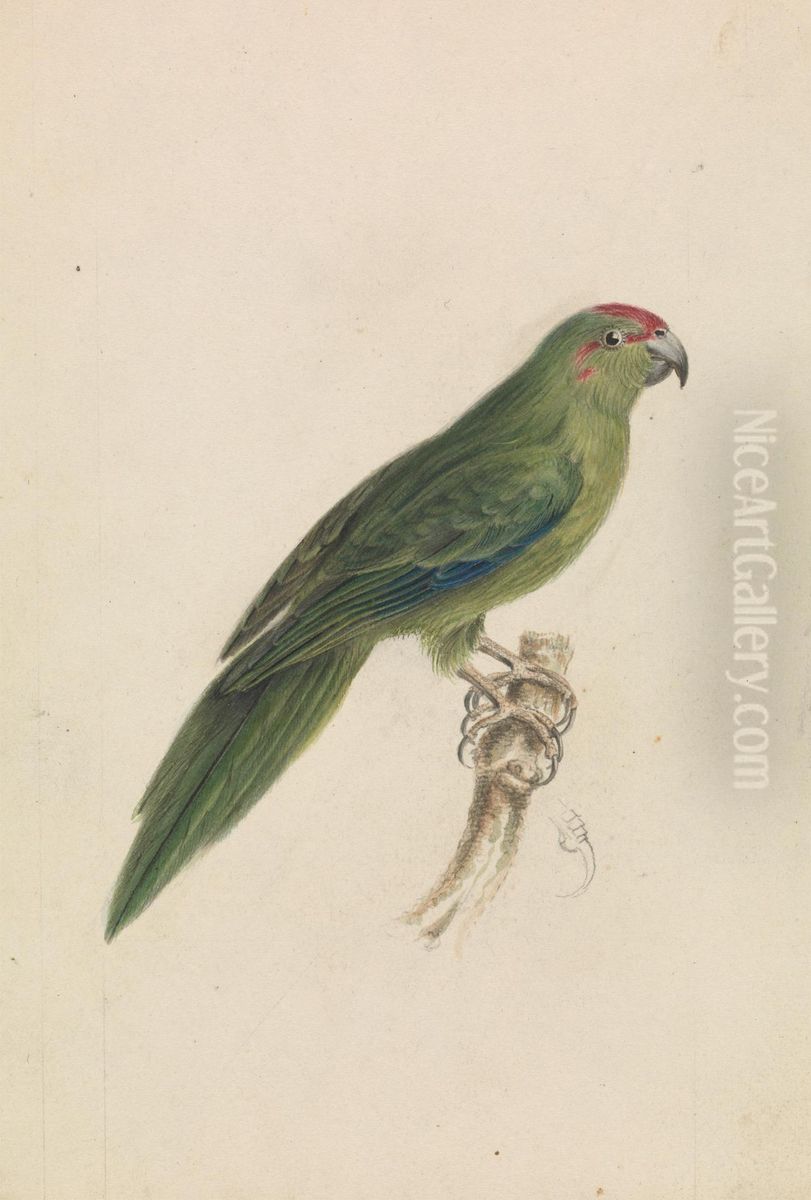 A Parrot Oil Painting by James De Carle Sowerby A Parrot Oil Painting by James De Carle Sowerby