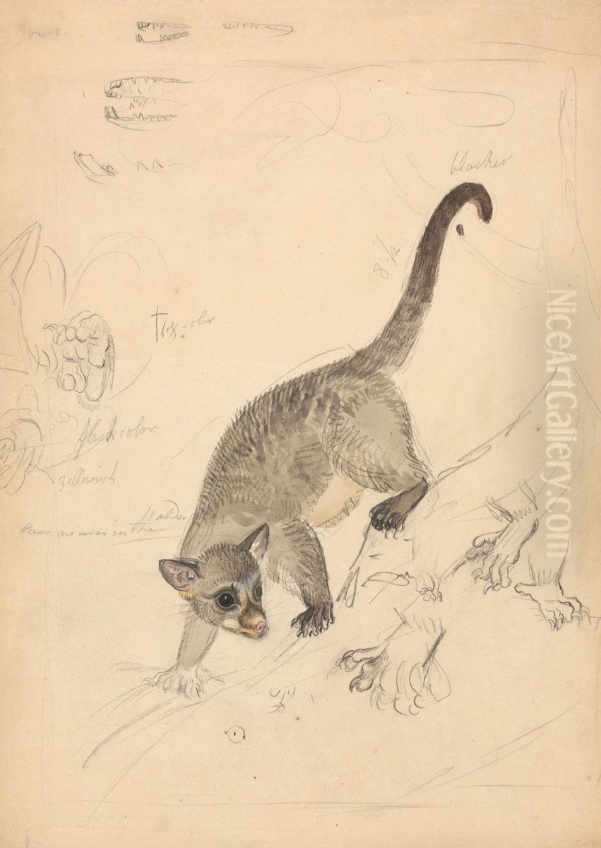 A Mammal with Sketches of it's Feet and Mouth Oil Painting by James Sowerby