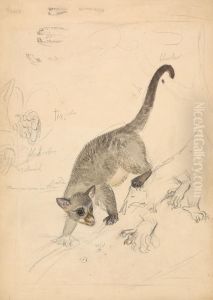 A Mammal with Sketches of it's Feet and Mouth