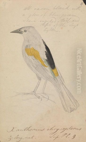 A Yellow-shouldered Blackbird Oil Painting by James Sowerby