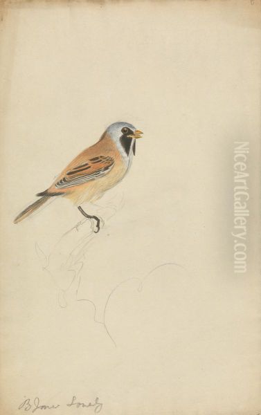 A Bird Oil Painting by James Sowerby