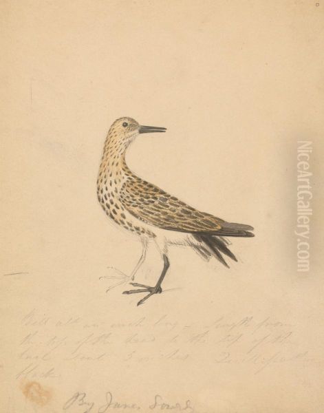 A Bird Oil Painting by James Sowerby