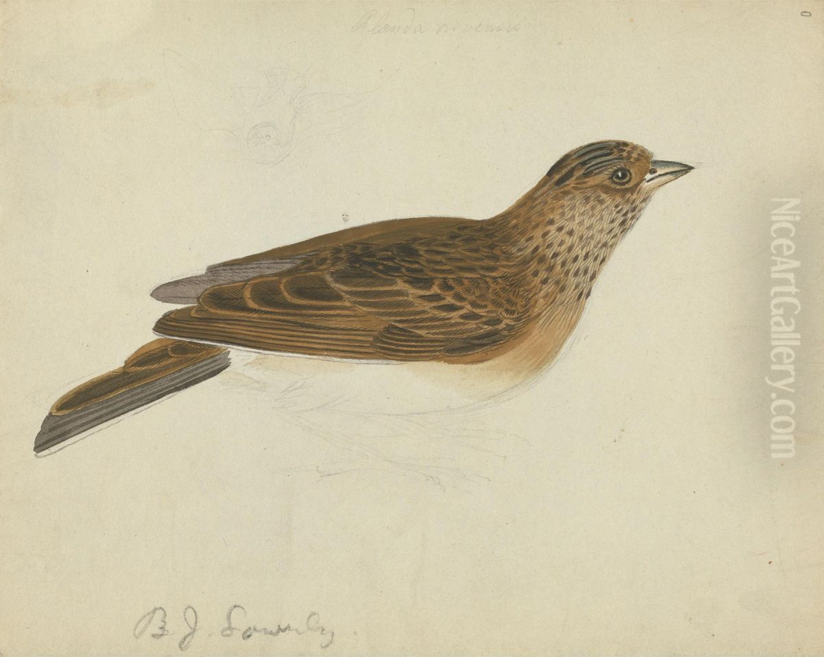 A Bird Oil Painting by James Sowerby