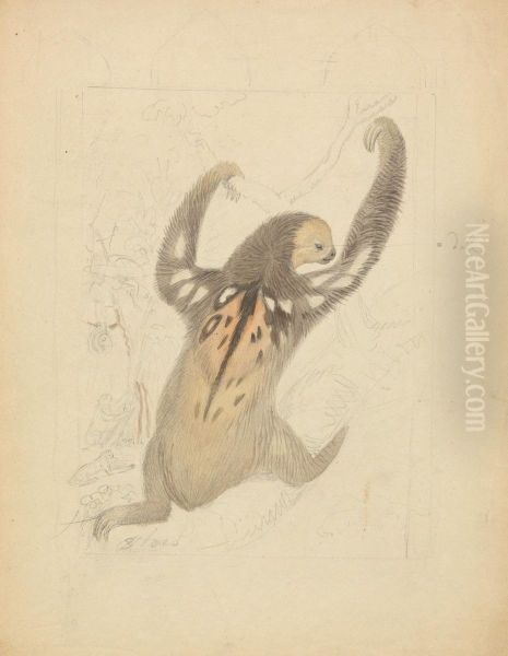 A Three-fingered Sloth Oil Painting by James Sowerby
