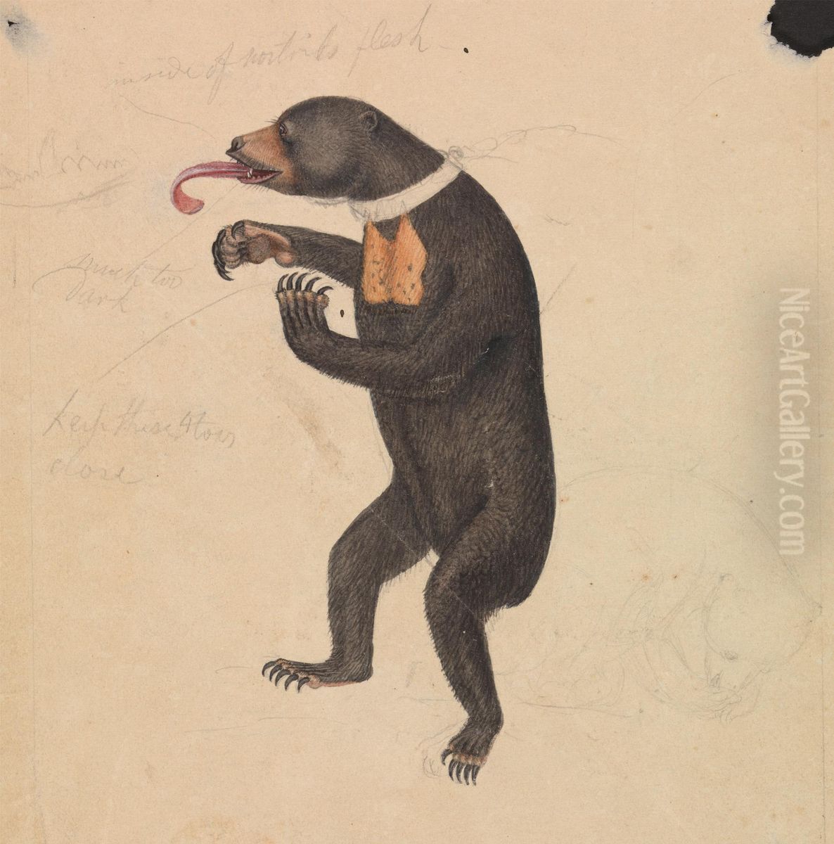 A Sun-Bear Oil Painting by James Sowerby